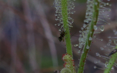 Setocoris