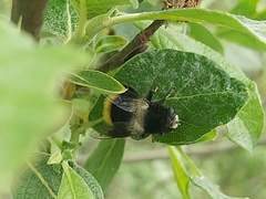 Eristalis oestracea