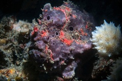 Abantennarius coccineus