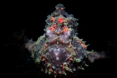 Abantennarius coccineus