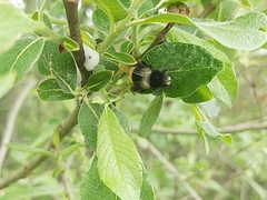 Eristalis oestracea