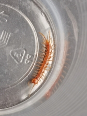 Lithobiidae