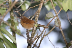 Cocoa Thrush photo 5