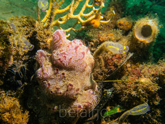 Botrylloides leachii