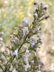 Nepeta nuda