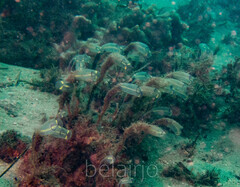 Clavelina meridionalis