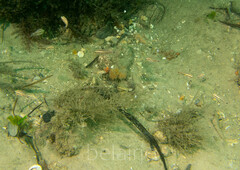 Ostorhinchus limenus