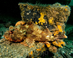 Scorpaena jacksoniensis