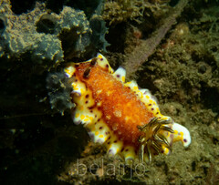 Goniobranchus collingwoodi