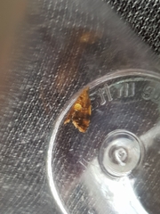 Pseudargyrotoza conwagana