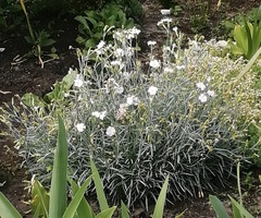 Dianthus plumarius neilreichii