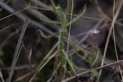 Drosera aquatica