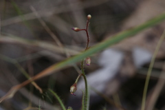 Drosera aquatica