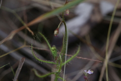 Drosera aquatica