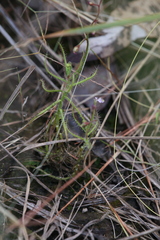 Drosera aquatica
