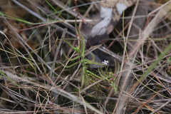 Drosera aquatica