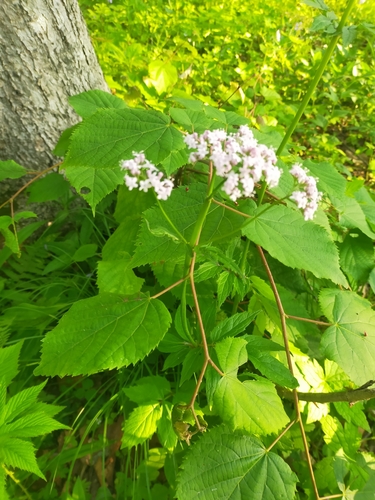 Image of Valeriana fauriei by no rights reserved