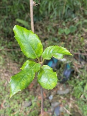 Actinidia rufa