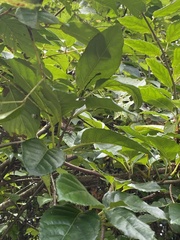 Actinidia rufa