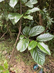 Actinidia rufa