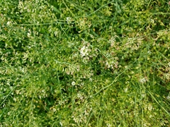 Capsella bursa-pastoris