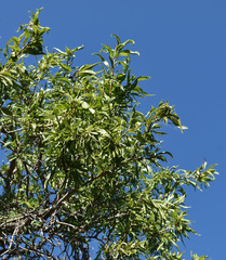 Dolichandrone alternifolia