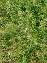 Capsella bursa-pastoris