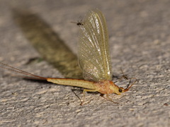 Potamanthus luteus