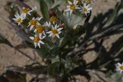 Rhodanthe microglossa