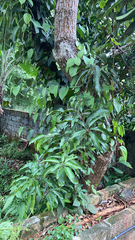 Mangifera indica
