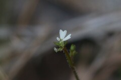 Stylidium tenerum