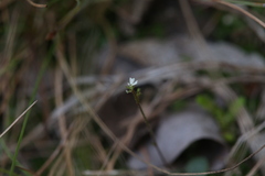 Stylidium tenerum