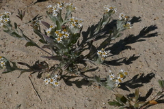 Rhodanthe microglossa