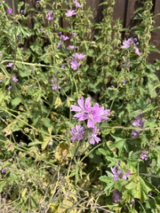 Malva