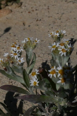 Rhodanthe microglossa