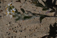 Rhodanthe microglossa