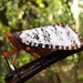 Aphaena dissimilis - Photo (c) Kyle Winney, algunos derechos reservados (CC BY-NC), subido por Kyle Winney