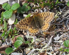 Boloria freija