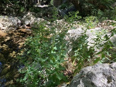 Euphorbia insularis