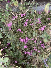 Oxalis articulata