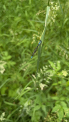 Ischnura elegans