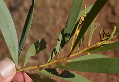 Acacia burdekensis