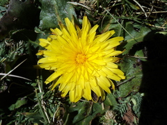 Hypochaeris sessiliflora