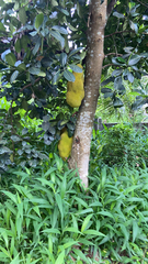 Artocarpus heterophyllus