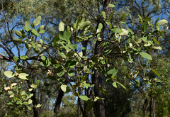 Erythroxylum ellipticum