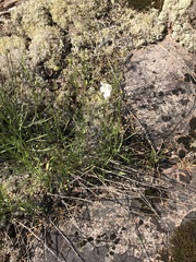 Campanula intercedens