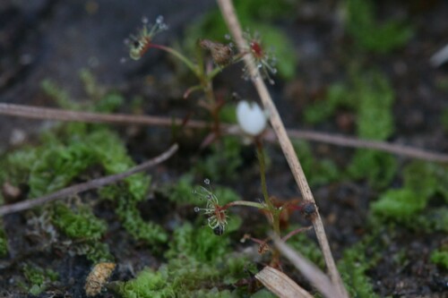 Drosera banksii