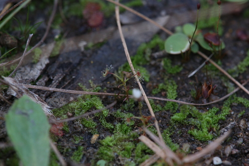 Drosera banksii