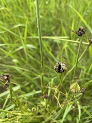 Microbotryum tragopogonis-pratensis