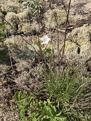 Campanula intercedens